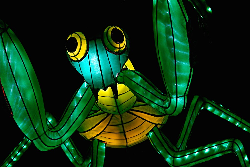 china light licht festival lichtshow show festiviteit glow evenement event chinees chinese verlichting draak dragon lichtfestival zoo